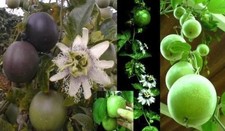 Purpurgranadila Stecklinge schnellwüchsige exotische Pflanzen für Garten --