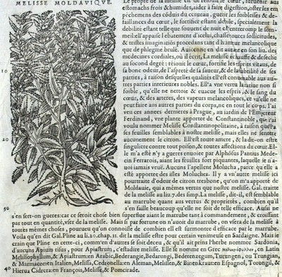 Marrube Melisse Épiaire Botanique Matthioli Mattioli Matthiole ...