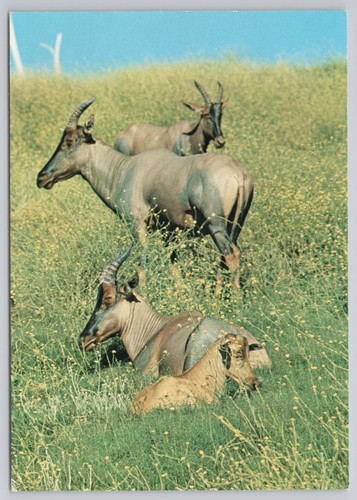 Postcard San Diego Wild Animal Park Topi Antelope California