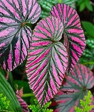 Begonia Brevirimosa Exotica Red Live Plant - 4-6" Tall - Exotic Foliage