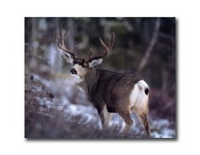 Large Buck Deer Antler Rack in Snow 1 Wall Picture 8x10 Art Print