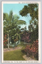 Vintage Homestead Florida Postcard Dense Vegetation Redland District 1940
