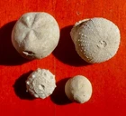 Charente CRETACEOUS FOSSIL SEA URCHINS