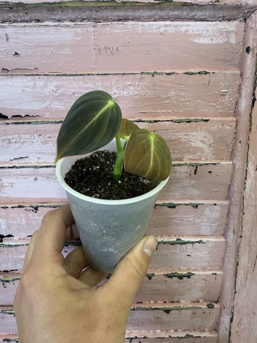 Philodendron Melanochrysum Rooted Velvet Aroid