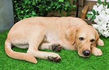 Large Realistic Sleeping Yellow Labrador Retriever Statue 21"H Golden Retriever