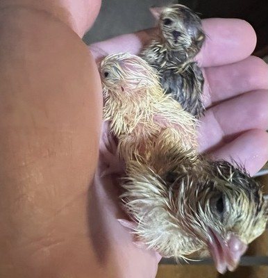 36 Fertile Quails Hatching Eggs Rare Beautiful Colors .