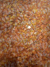 Stained Glass, Copper Gold Silver VAN GOGH SHEET