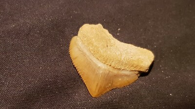 Hervorragender versteinerter Haizahn 7/10 Tausend Jahre alt gefunden in England L127z