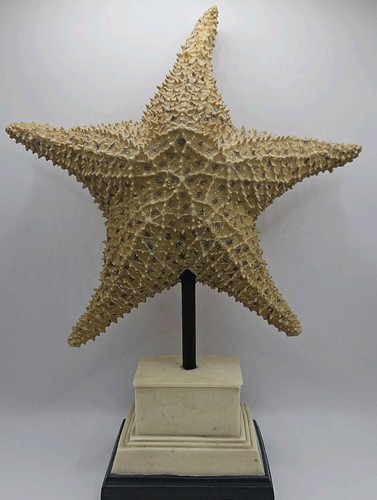 C2C designs Dried Giant Cushion Ocean Starfish BIG 10'' dia 3" Thick