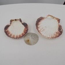 Mixed Lot 2 Great Scallop Seashell 4.75" 5.5" 1 Sanddollar 2.75" Decor Crafting