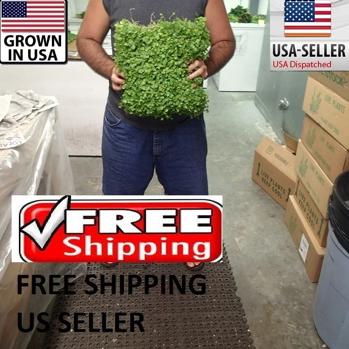 HUGE BIG Pennywort Mat carpet wall Easy Aquarium aquascaping planted tank