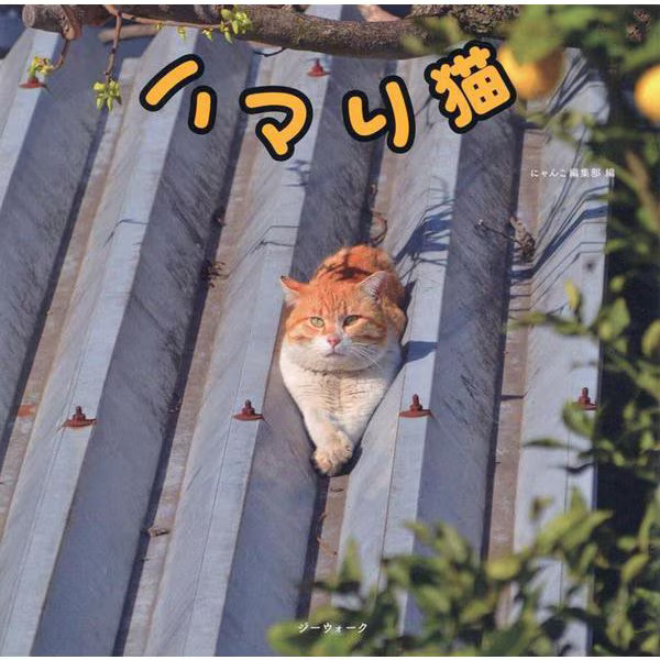 Addicted Cat Hardcover Japan Import Authentic Collectible Book