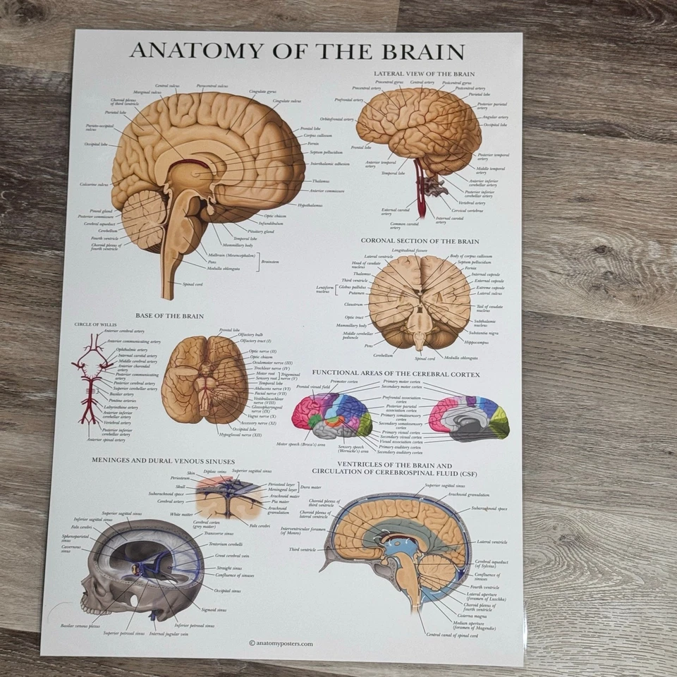 Laminated Anatomy Poster Brain  Anatomical Chart of the Human Brain and heart - Image 3 of 3