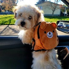 Cute Small Dog Backpack with Adjustable Straps for Outdoor Travel Hiking