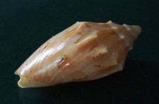 Cymbiola Complexa 46.3mm GEM  beautiful Pattern Volute WOW!!