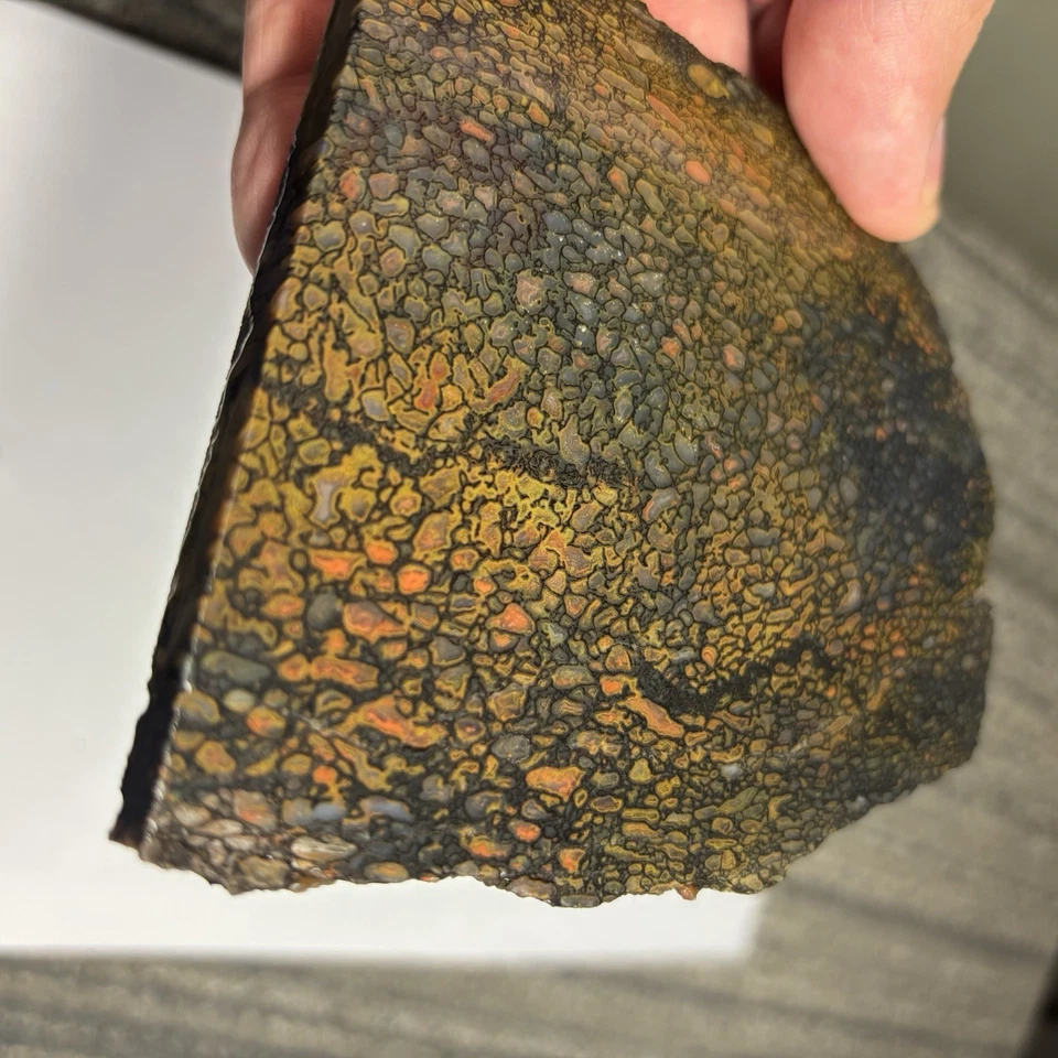 Fossil Gem Dinosaur Bone Slab ~ Gem Dino Bone Slab Quality 5/16” Thick 165 - Image 3 of 4