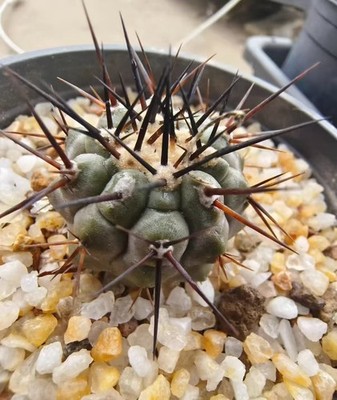 RareSucculent Plant C. cinerea Cactus OwnRoot WYSIWYG Boutique Garden