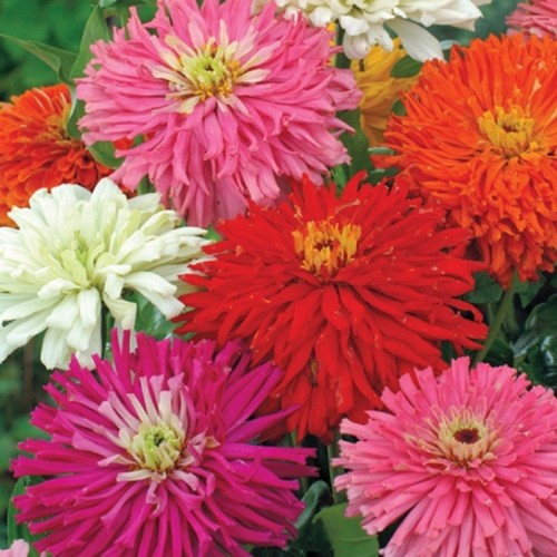 Zinnia Super Cactus Giant Cactus Mix AMAZING CUT FLOWERS QUICK FLOWER COMB/SHIP