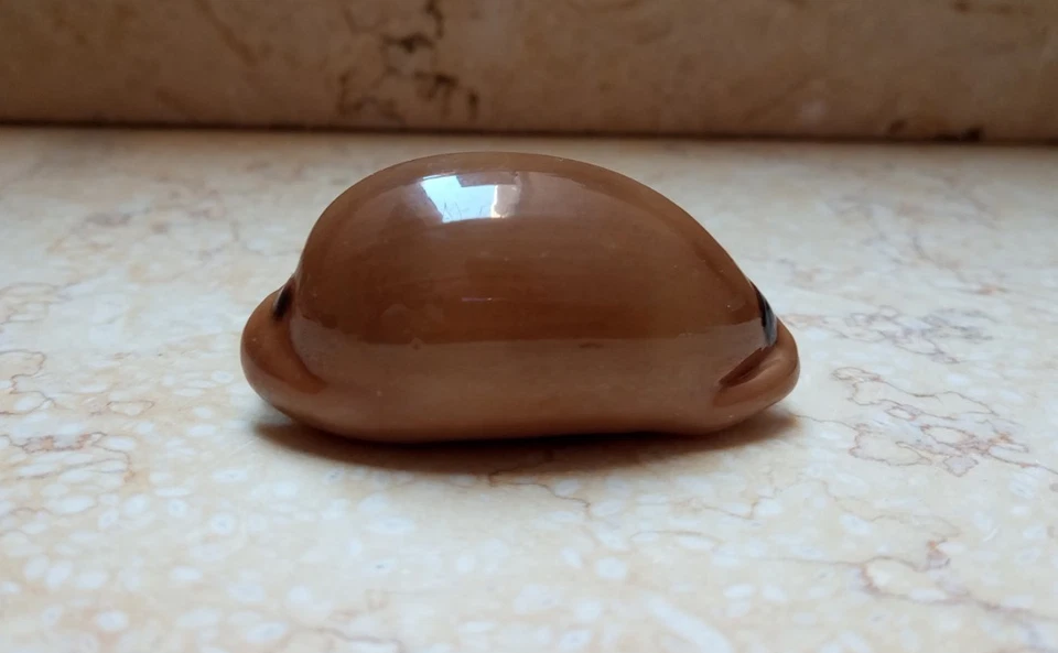 F Luria pulchra sinaiensis  F++++ F+++ 63.5mm super natural glossy red sea shell - Image 2 of 4