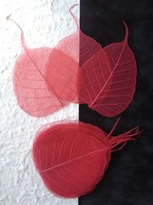 25 Red Po Bo Banyan Pho leaves skeleton leaf see through Wedding crafts Large