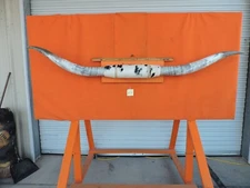 MOUNTED STEER BULL HORNS 7' 8" tip-tip Bases 14 1/2" COW BULL HORN LONGHORN 256