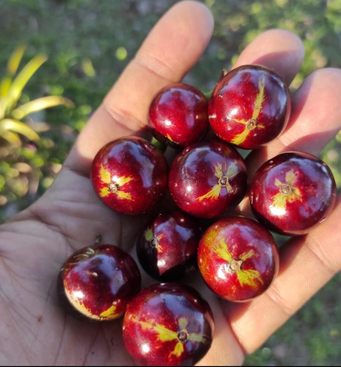 Plinia sp. Rajada da Bahia de Cruz Jabo