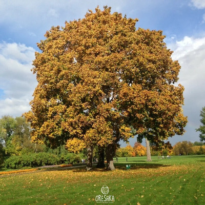 Bergahorn (Acer pseudoplatanus) 10 Stück frische Samen, Ahornbaum Samen