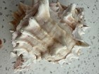 Pink Mouth Murex Phyllonotus Erythrostomy Sea Shell Set of two (2) — photo 3