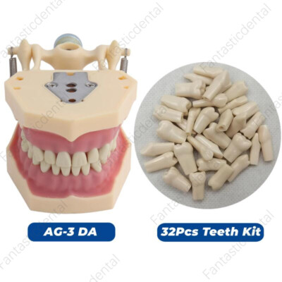 Kit De 32 Dents De Remplacement Standard AG-3 Pour Typodont Dentaire - Compatible Frasaco, Marque Goldenkey