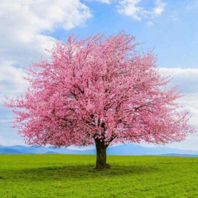 Japanese Kwanzan Cherry Blossom starter plant, 8-10 inches tall