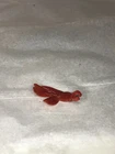 Stratos Vintage ORIGINAL RIGHT RED WING 1981 He Man MOTU Figure Weapon Accessory