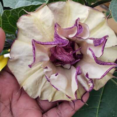 Datura Box of Chocolate | Datura Metel | 15+ SEEDS | eBay