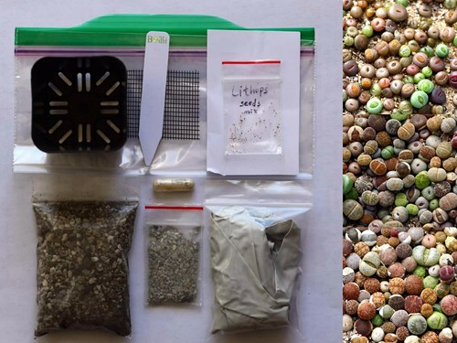 Lithops Germination Sowing Kit -Soil-Seeds - Picture 2 of 12