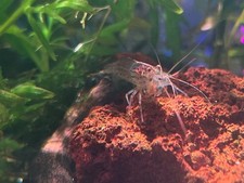 6 Amano Shrimp 1" Tank-Raised US SELLER FedEx Priority Overnight Shipping