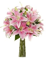 Bouquets 8 Stem Stargazer Lily Bunch, No Vase Oriental Pink White Blooms Wedding Bouquets 8 Stem Stargazer Lily Bunch, No Vase Oriental Pink White Blooms Wedding