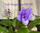 African Violet~Rob’s Wagga Wagga! Semimini Trailer ~Starter — photo 1