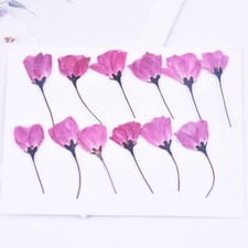 12PCS Real Pressed Dry Flower, pink cherry bloom Flower with stem FCD56