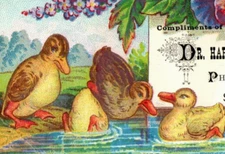 1879 Dr. Harrison Duffield Pharmacist Pond Scene Adorable Ducks P56