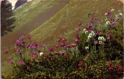 Postcard Aster alpinus Alpine Aster Saponaria ocymoldes Rock Soapwort      14019