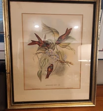 RARE VINTAGE John Gould Hummingbird Lithographs 25X21 FRAMED UNDER GLASS