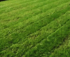 Creeping Red Fescue Grass Seed, 1 oz Seeds| treated| not for Consumption.