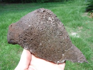 HUGE SECTION of GIANT TORTOISE SHELL FLORIDA FOSSILS ICE AGE EXTINCT TURTLE BONE