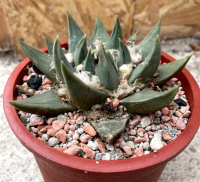 Ariocarpus trigonus RS143 Mathias Garcia Tam.  13 cm