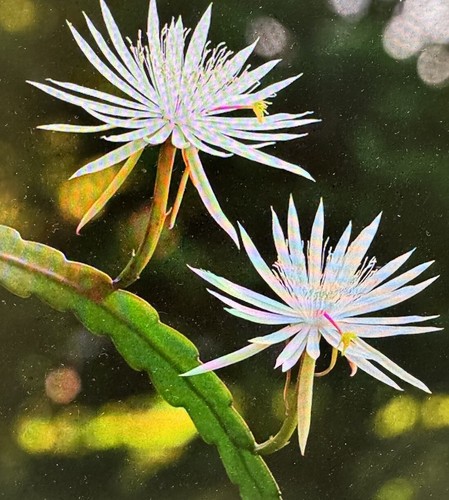 Live Plant Queen Of The Night Epithelium Hookeri Cactus Rooted Bare Soil 10”+ - Picture 6 of 8