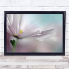 Where Dreams Come True Tender