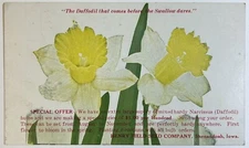 Henry Field Seed Company Shenandoah, Iowa Postcard, Daffodils, Unposted Card
