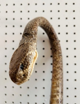 Vintage Authentic Texas Western Diamondback Rattlesnake Cane - 38  Closed Mouth