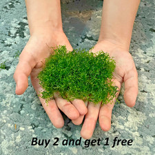 Riccia-floating plants*CHEMICAL FREE* BUY 2 Get 1 FREE