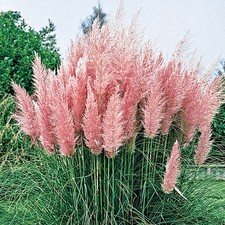 1 x Cortaderia selloana Rosea 1 Liter (Ziergras/Gräser/Stauden) Rosa Pampasgras