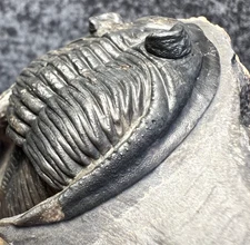 Trilobite Zlichovaspis Fossil - Atchana, Morocco